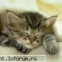 Pisici - AssKicker - Poze